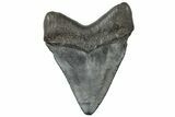 Serrated, Juvenile Megalodon Tooth - South Carolina #310481-1